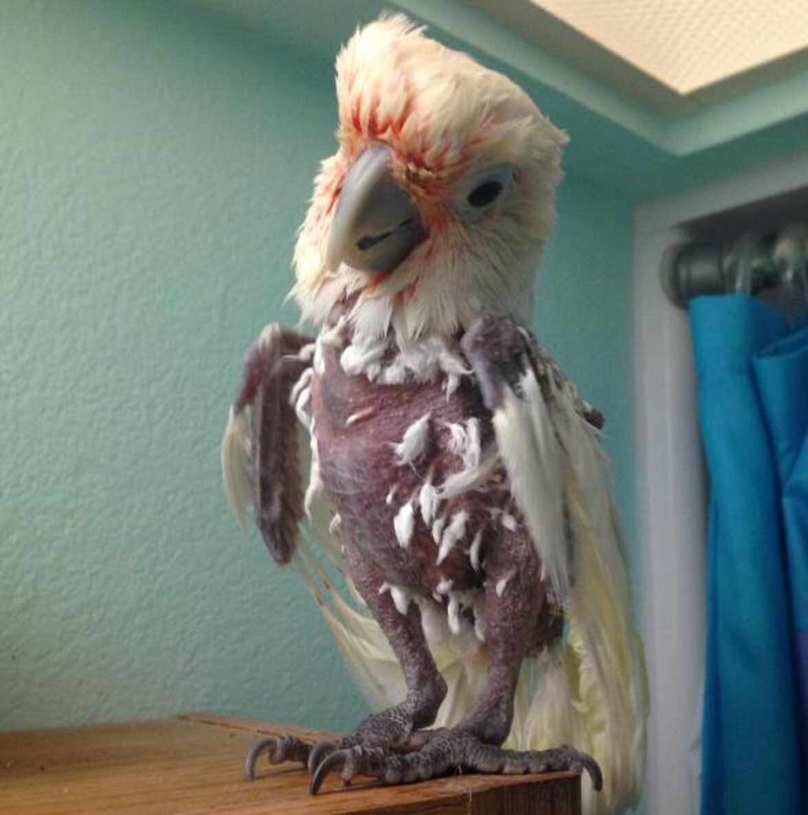Anxious Bird Who Plucked Out Her Feathers Just Needed The Right Family