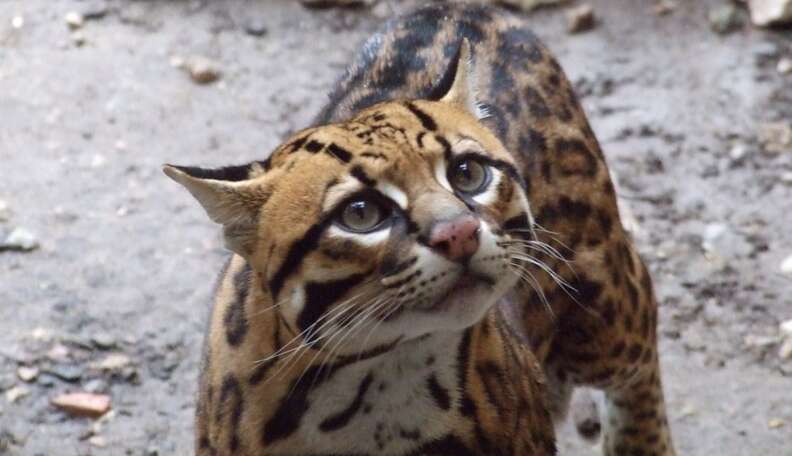 are ocelots good pets