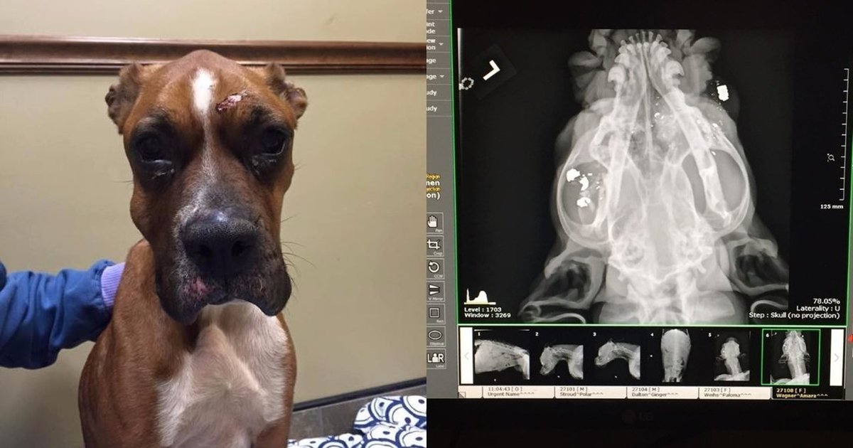 Owner Shoots Dog In The Head — And Gets Away With It - The Dodo