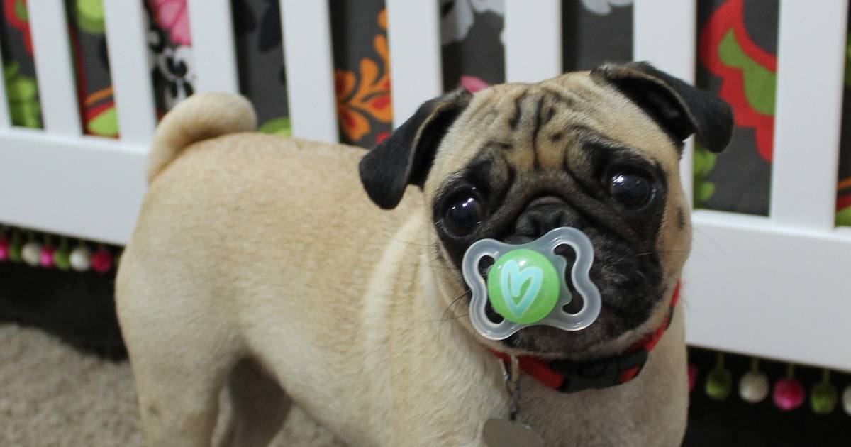 Dog with pacifier clearance facebook