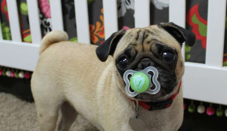 Doggie pacifier top