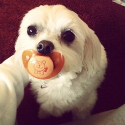 dogs and pacifiers