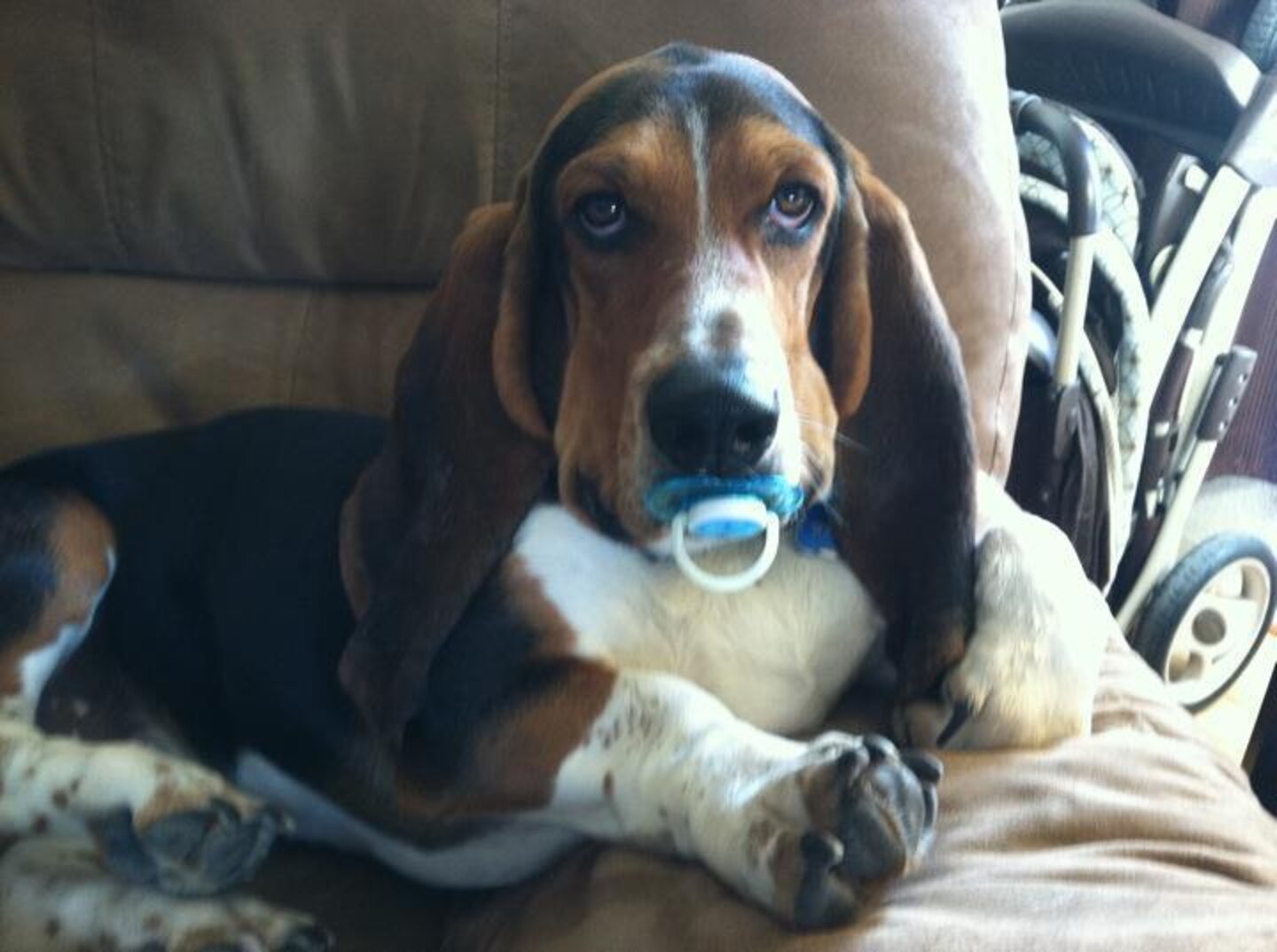19 Dogs Who Aren't Ready To Give Up Their Pacifiers - The Dodo