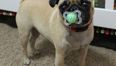 dogs and pacifiers