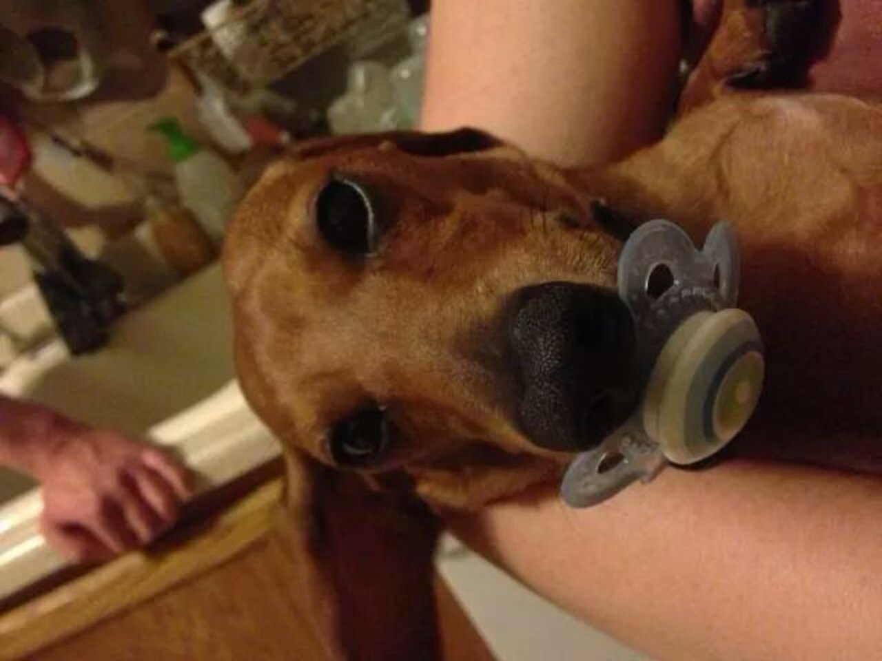 19 Dogs Who Aren't Ready To Give Up Their Pacifiers - The Dodo
