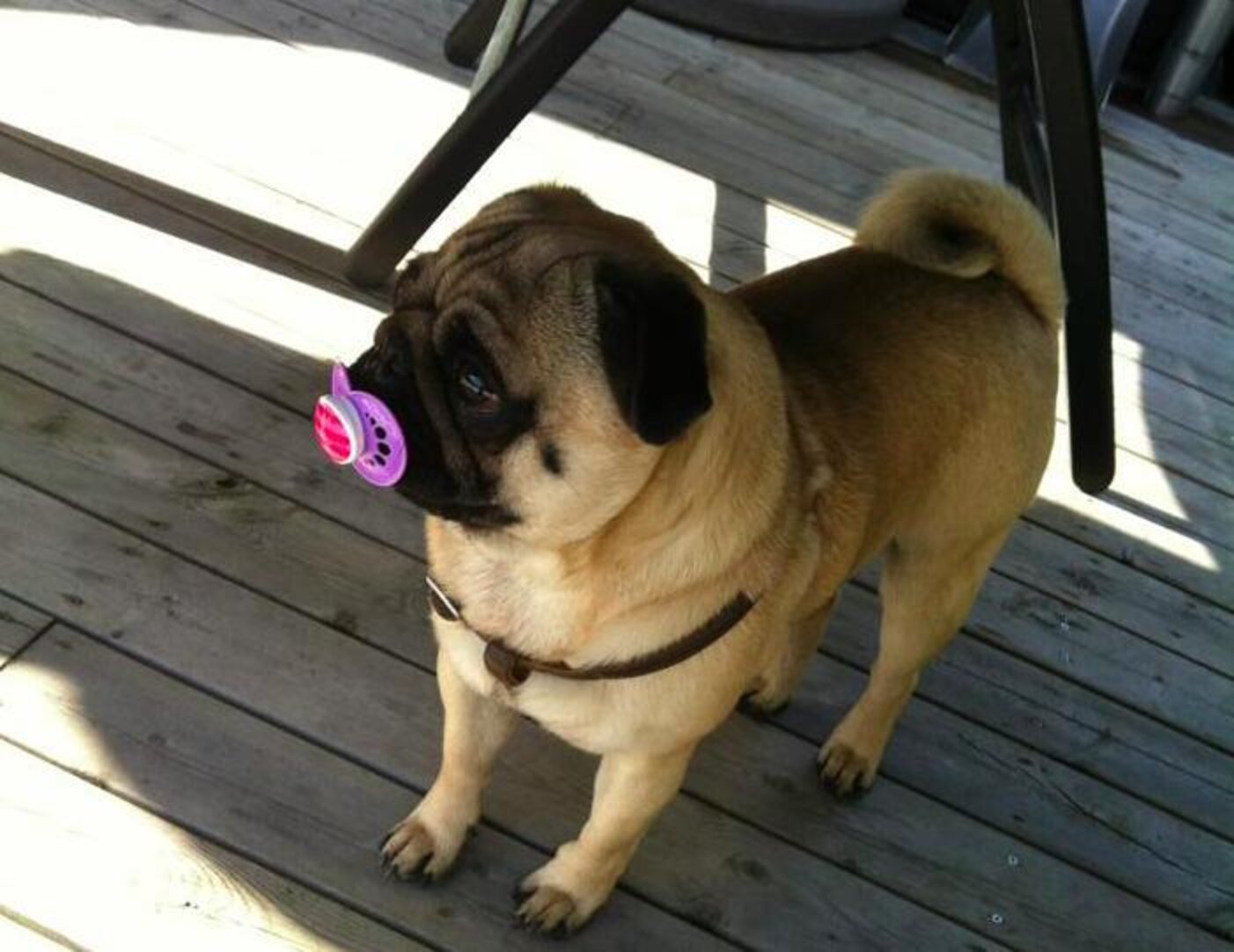 19 Dogs Who Aren't Ready To Give Up Their Pacifiers The Dodo