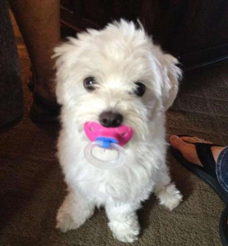 Dogs shop and pacifiers