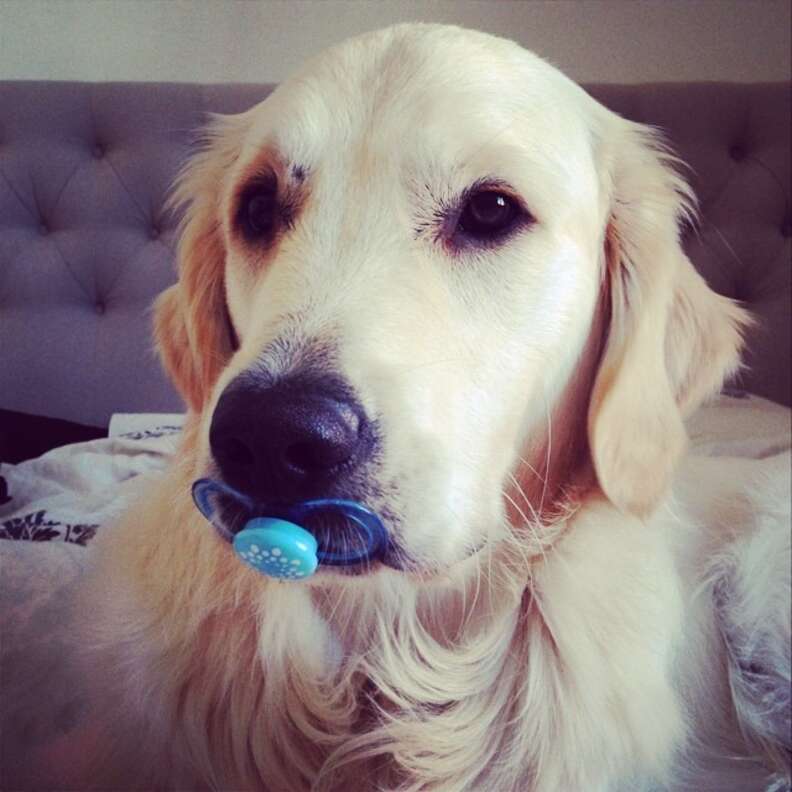 19 Dogs Who Aren t Ready To Give Up Their Pacifiers The Dodo