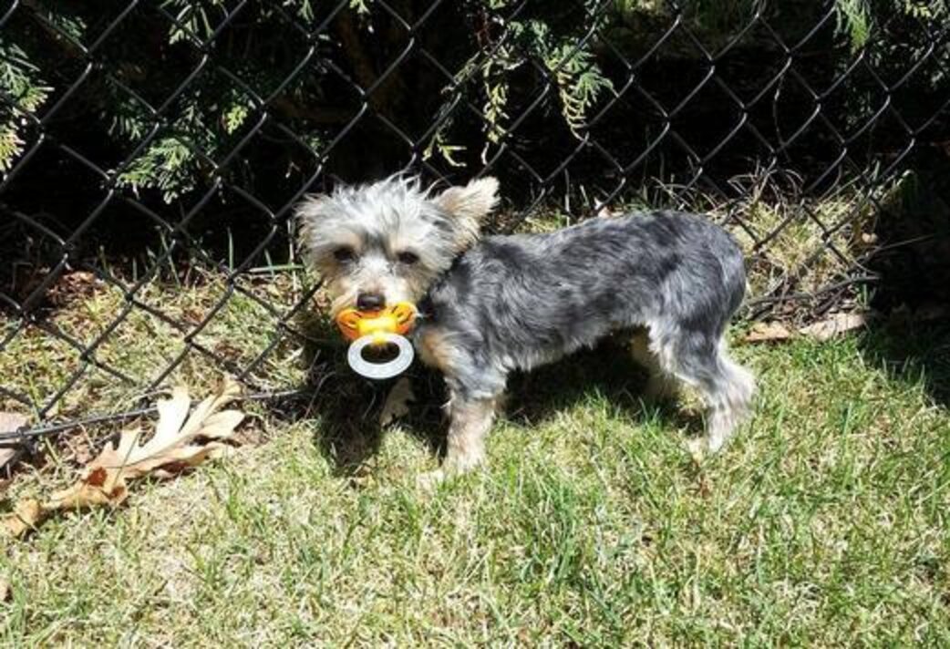 19 Dogs Who Aren't Ready To Give Up Their Pacifiers The Dodo