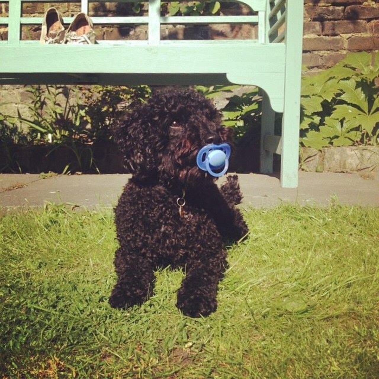 19 Dogs Who Aren't Ready To Give Up Their Pacifiers The Dodo