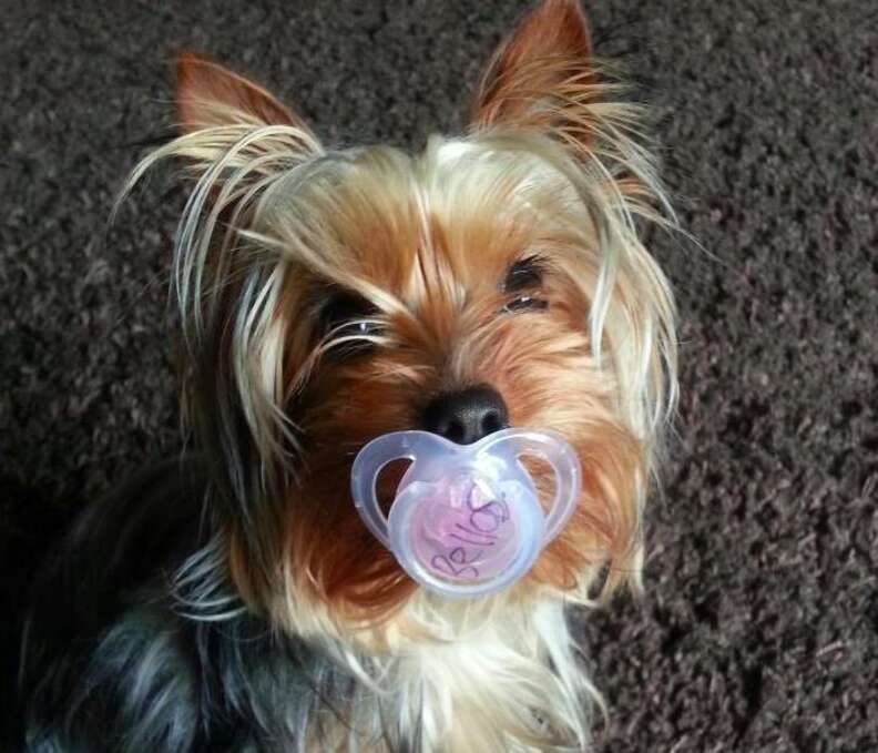 Dogs sales and pacifiers