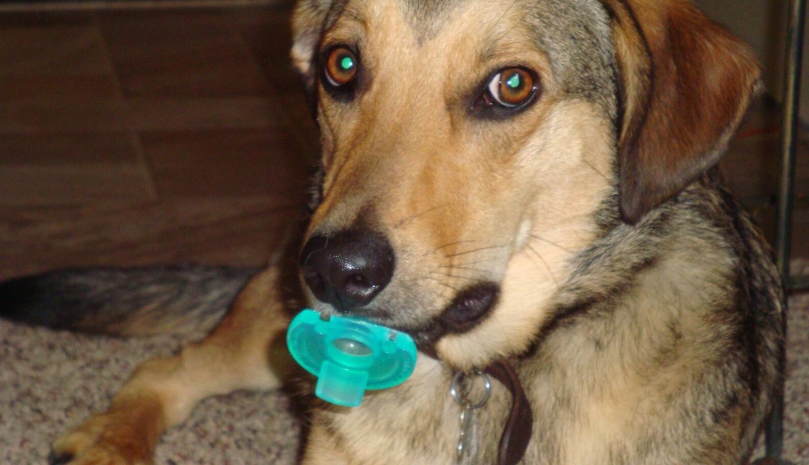 19 Dogs Who Aren't Ready To Give Up Their Pacifiers The Dodo