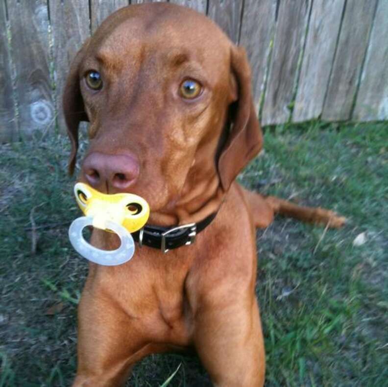 Dogs best sale and pacifiers