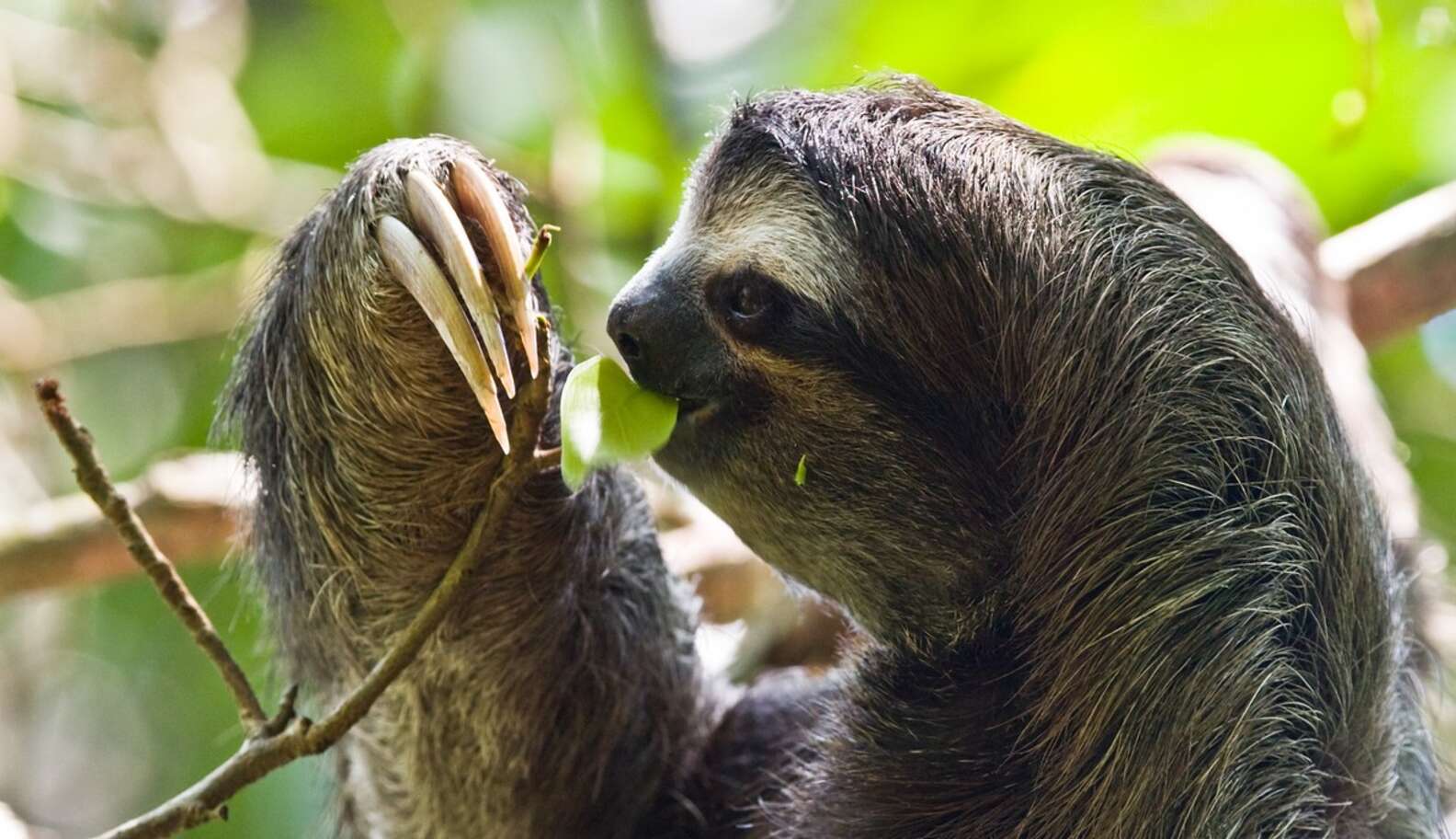 Why Sloths Today Are Tiny Compared To Their 8,000-Pound Ancestors - The ...