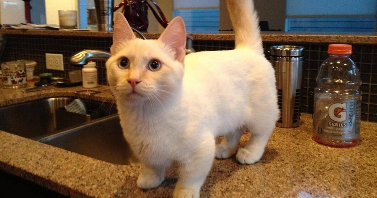 munchkin cat cost