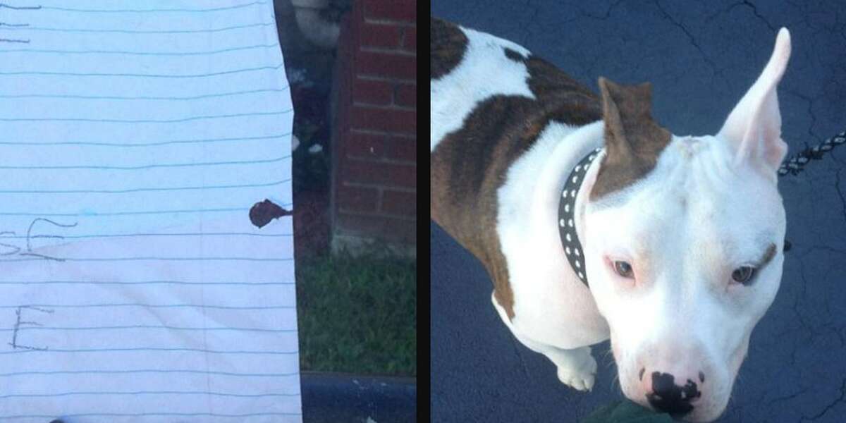 Pit Bull Puppy Chained To Fence With Heartbreaking Note - The Dodo