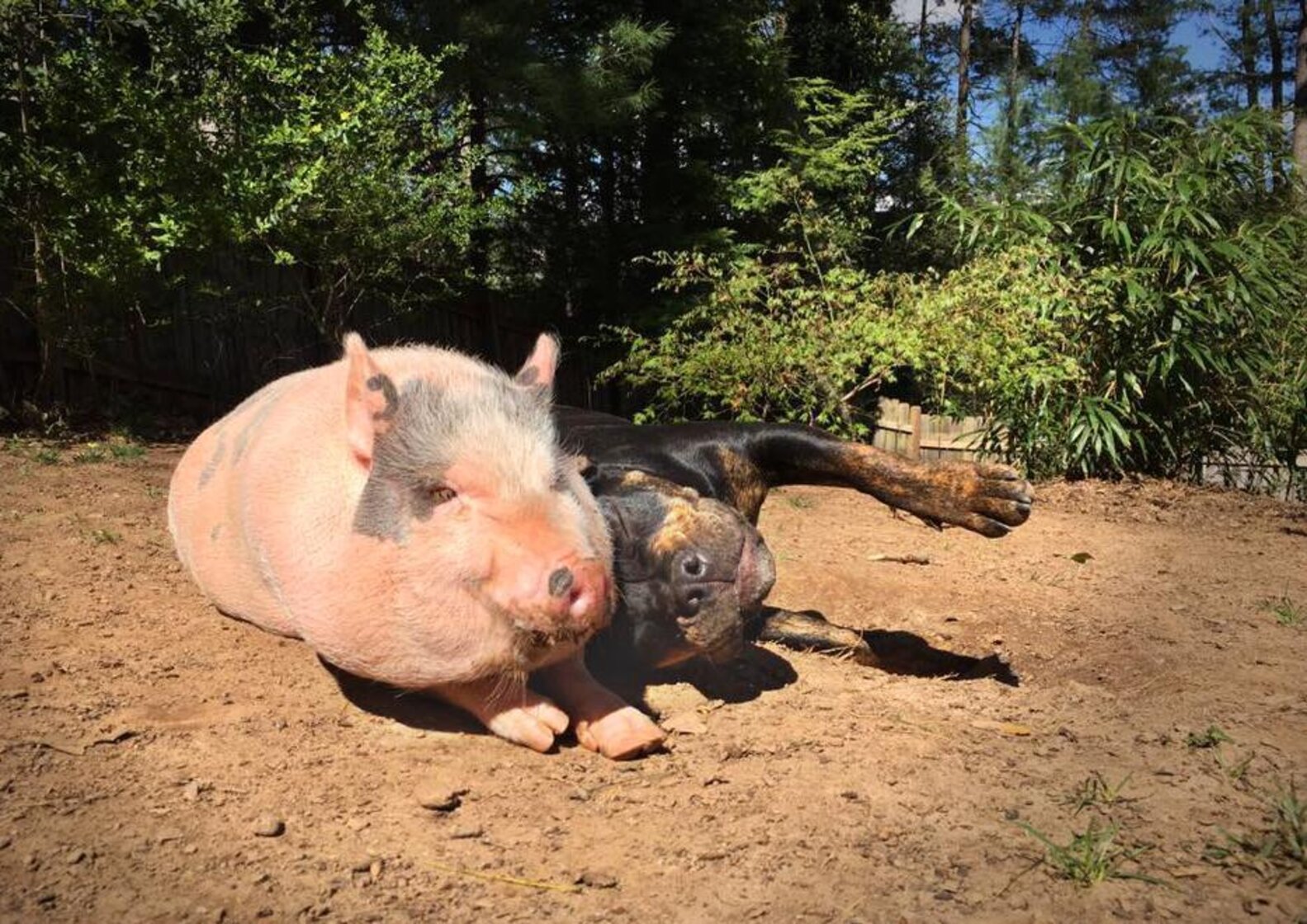 Rescue Pig Is So In Love With His New Dog - The Dodo