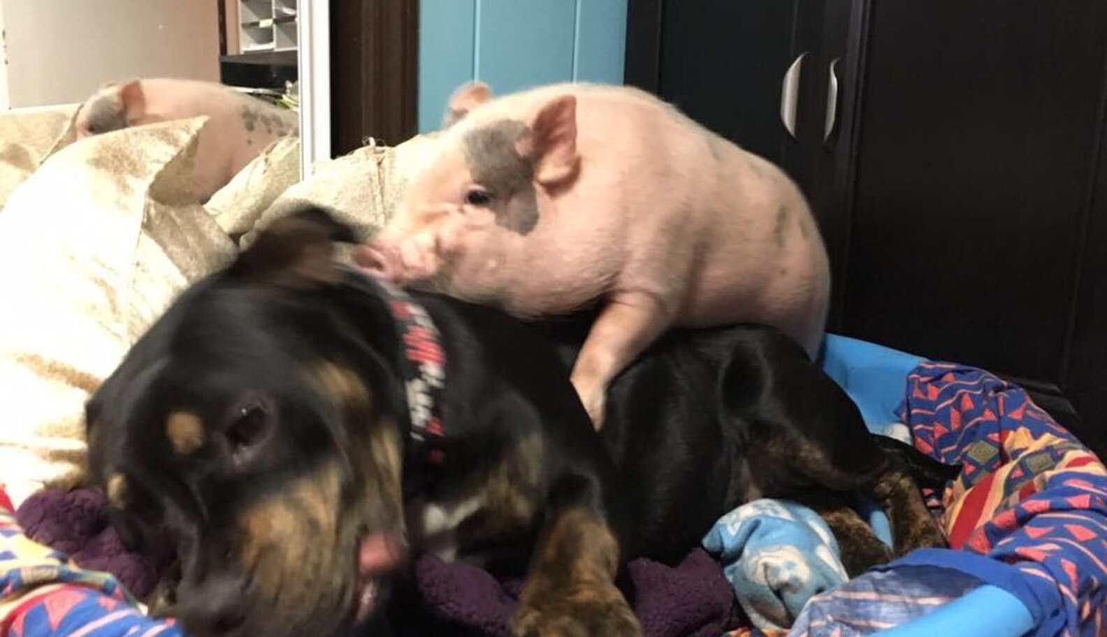 Rescue Pig Is So In Love With His New Dog - The Dodo