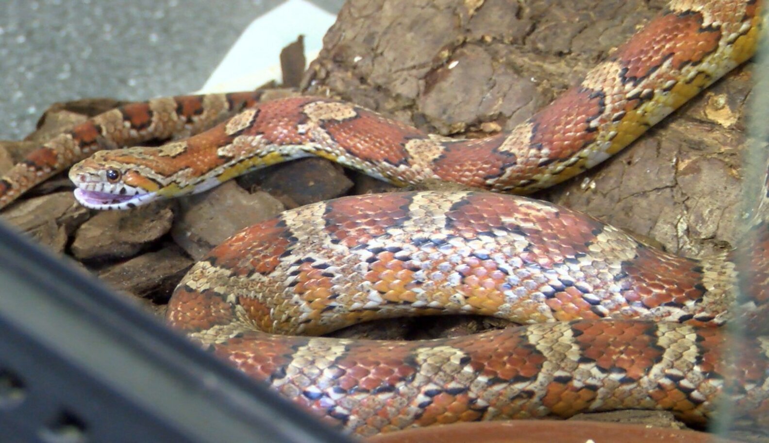 How to feed a corn snake The Dodo