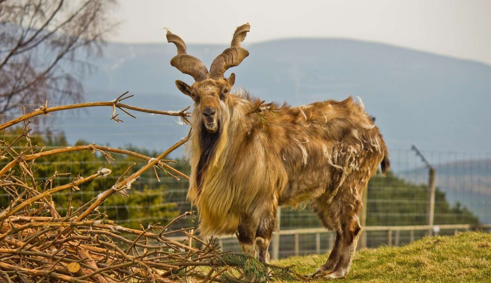 You Should Be Jealous of These 13 Animals' Seriously Epic Beards - The Dodo