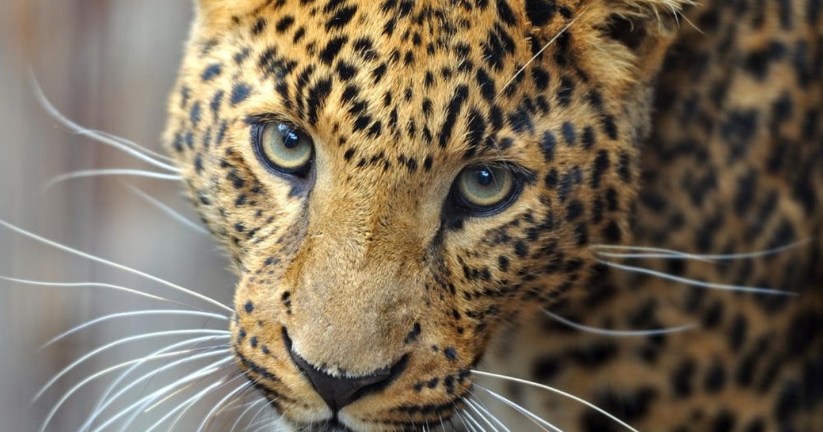 What Do Amur Leopards Do To Survive