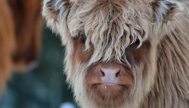 You Should Be Jealous of These 13 Animals' Seriously Epic Beards - The Dodo