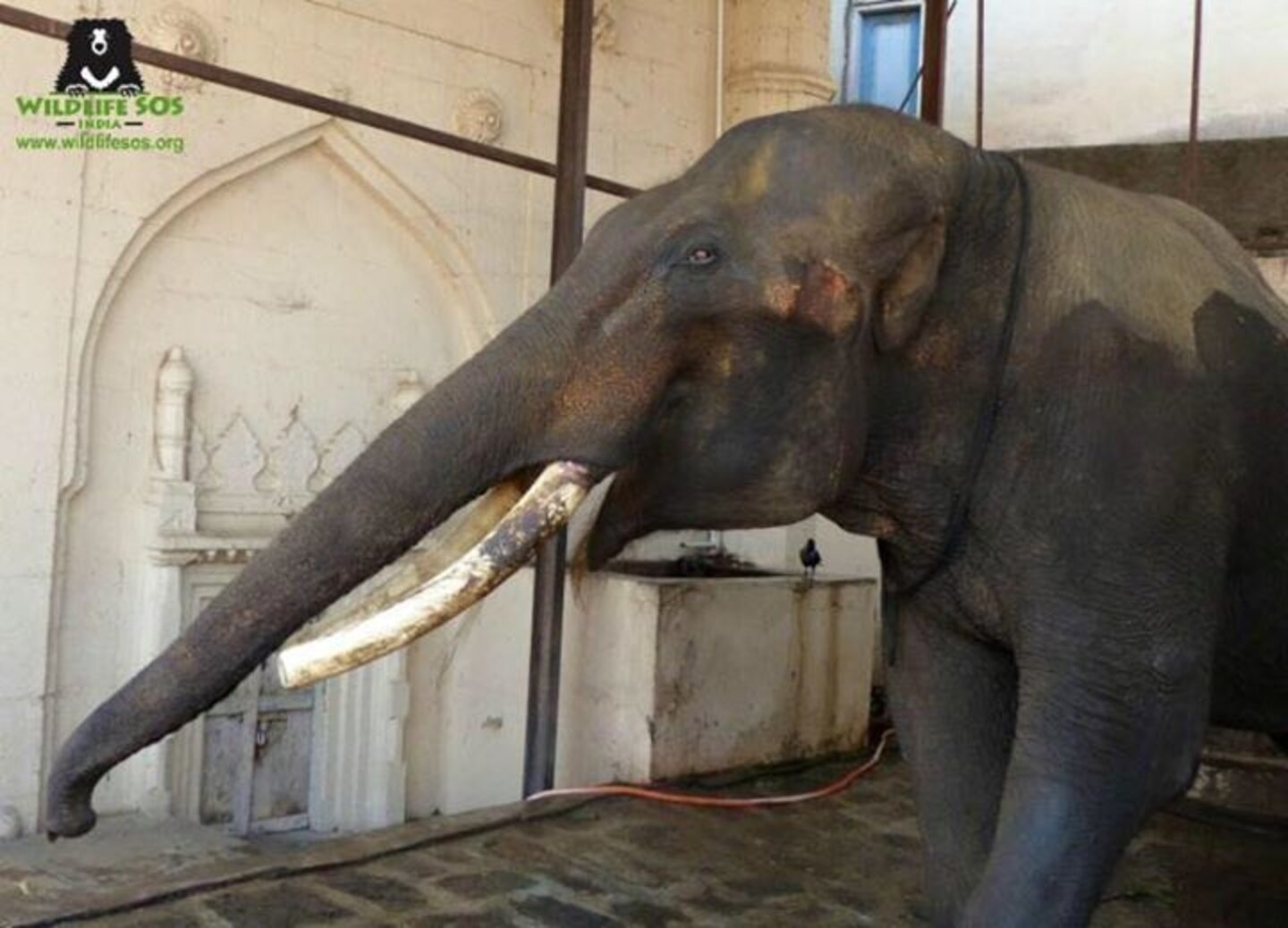 Earless, Chained-Up Elephant Never Sees The Sun - The Dodo