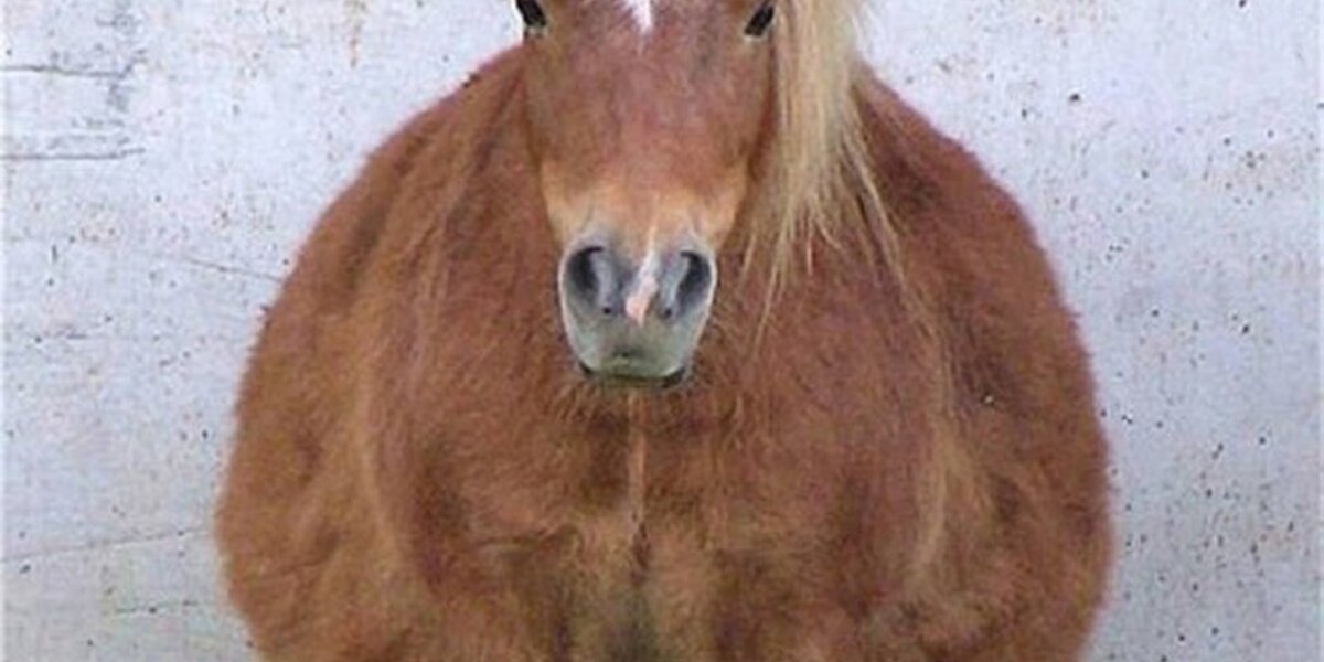 Animals Who Are Pregnant For — Basically — Ever - The Dodo