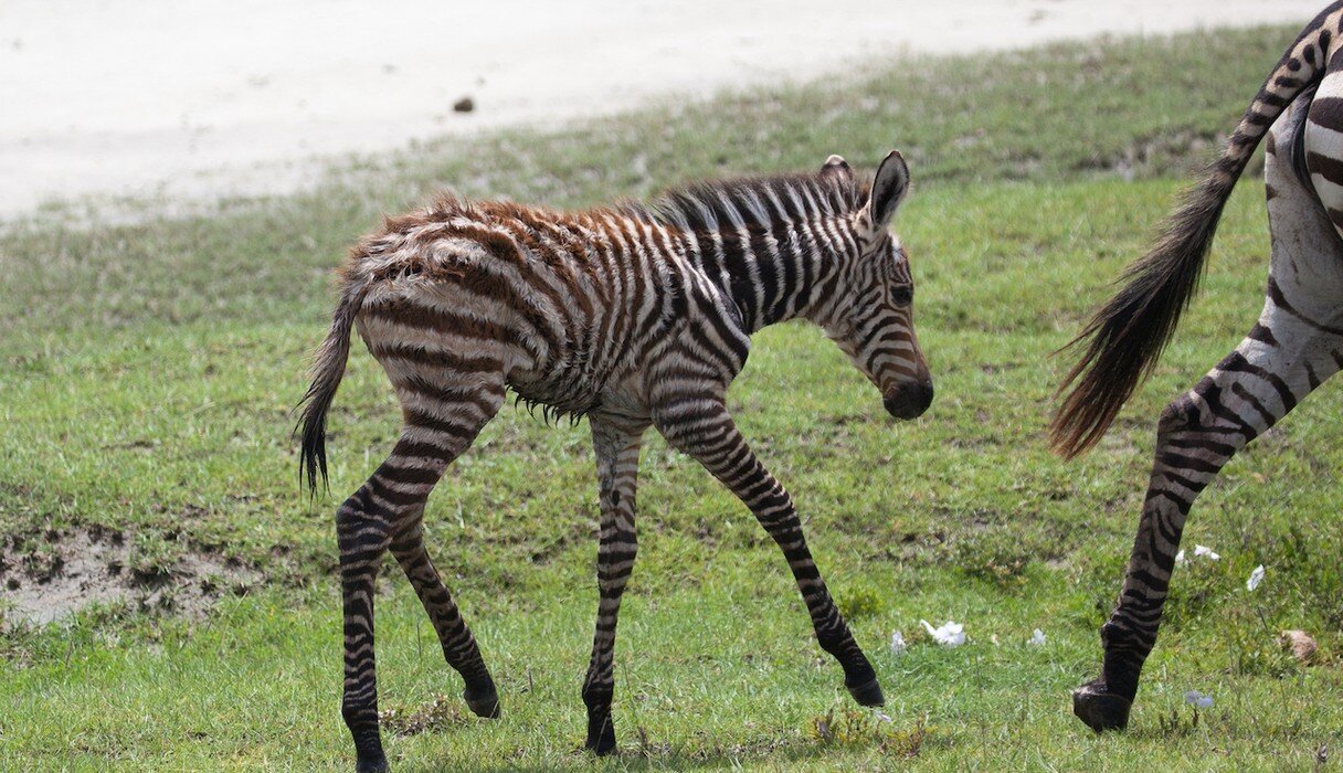 Animals Who Are Pregnant For — Basically — Ever - The Dodo