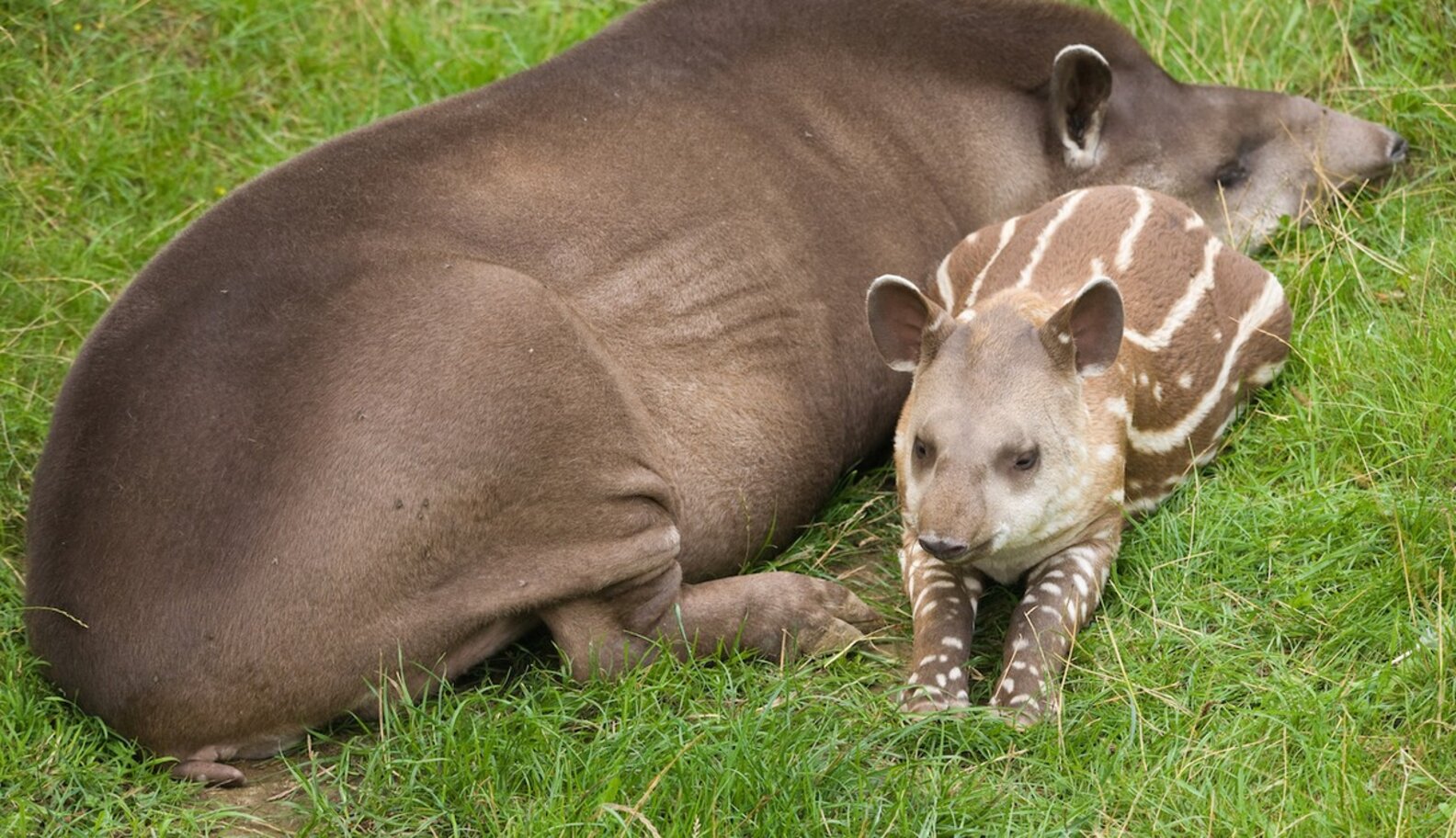 Animals Who Are Pregnant For — Basically — Ever - The Dodo