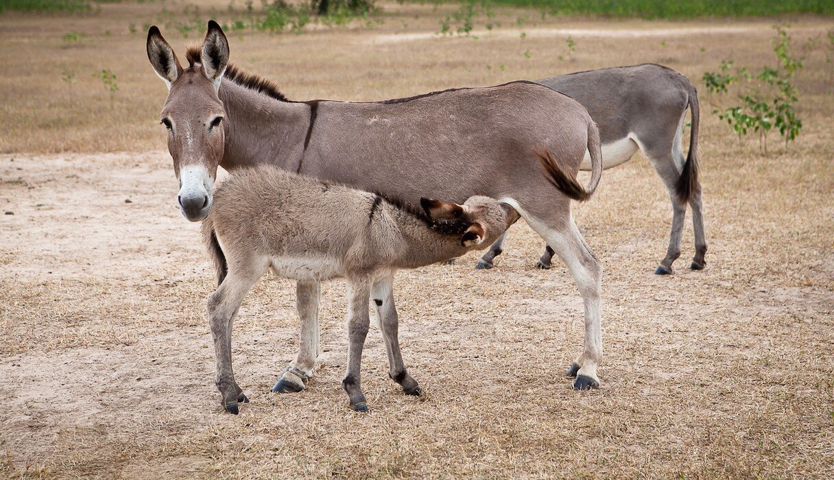 Animals Who Are Pregnant For — Basically — Ever - The Dodo