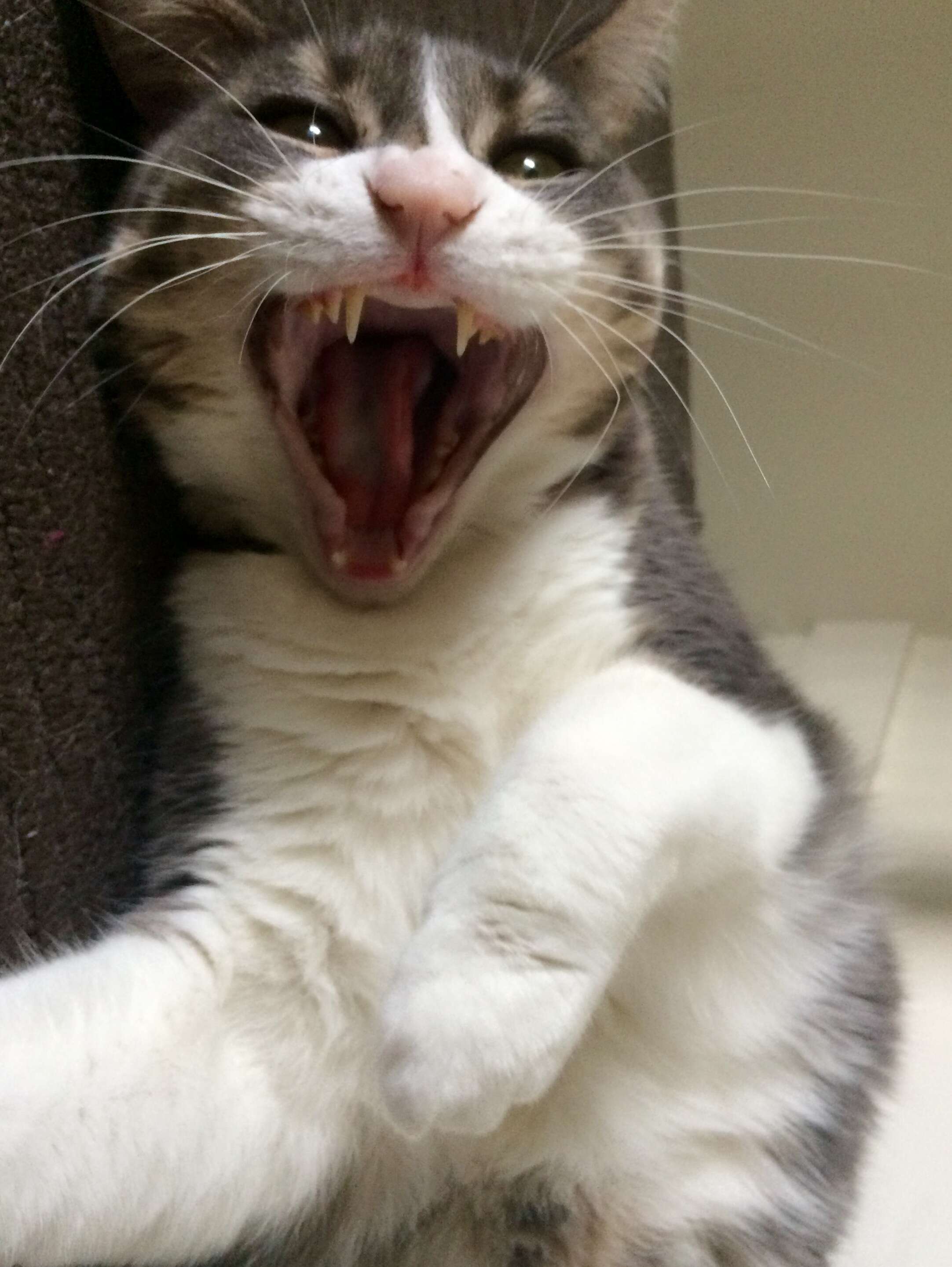 cat helps announce her parents engagement