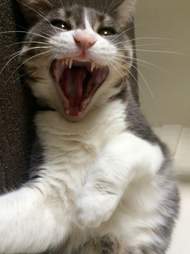 cat helps announce her parents engagement