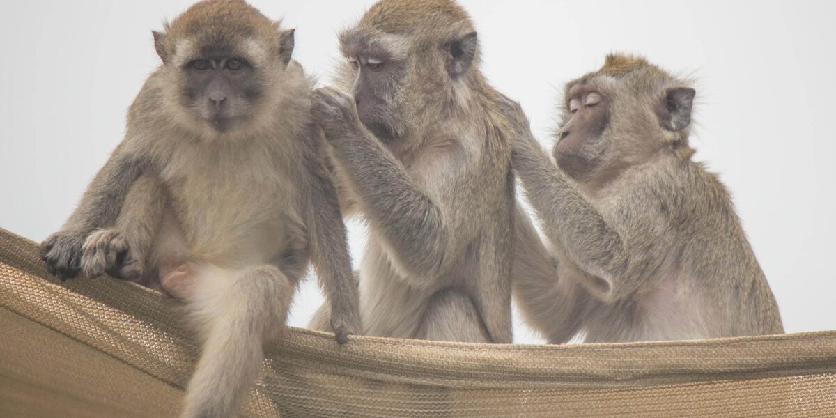 Rescued Monkeys' Better Lives Remind Us Of Value Of Compassion - The Dodo