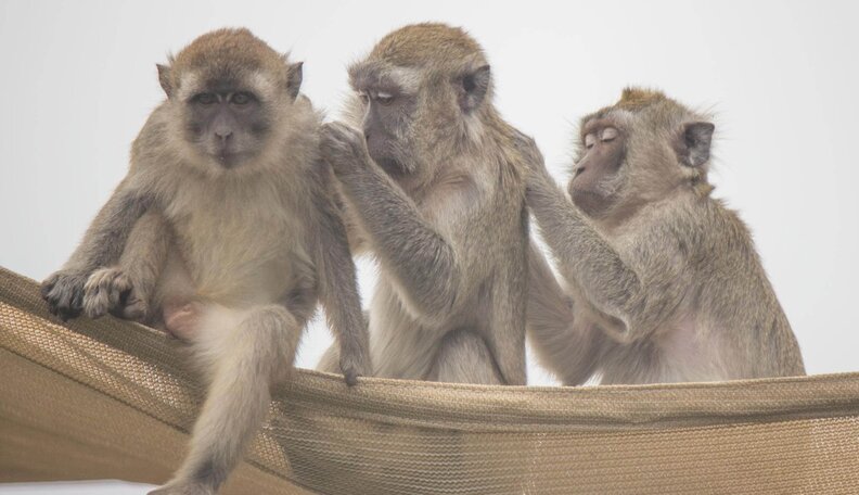 Rescued Monkeys' Better Lives Remind Us Of Value Of Compassion - The Dodo