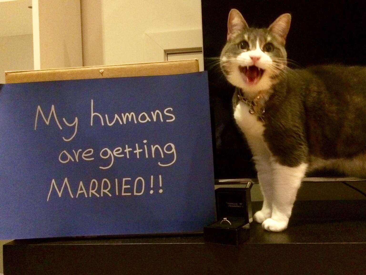 cat helps announce her parents engagement