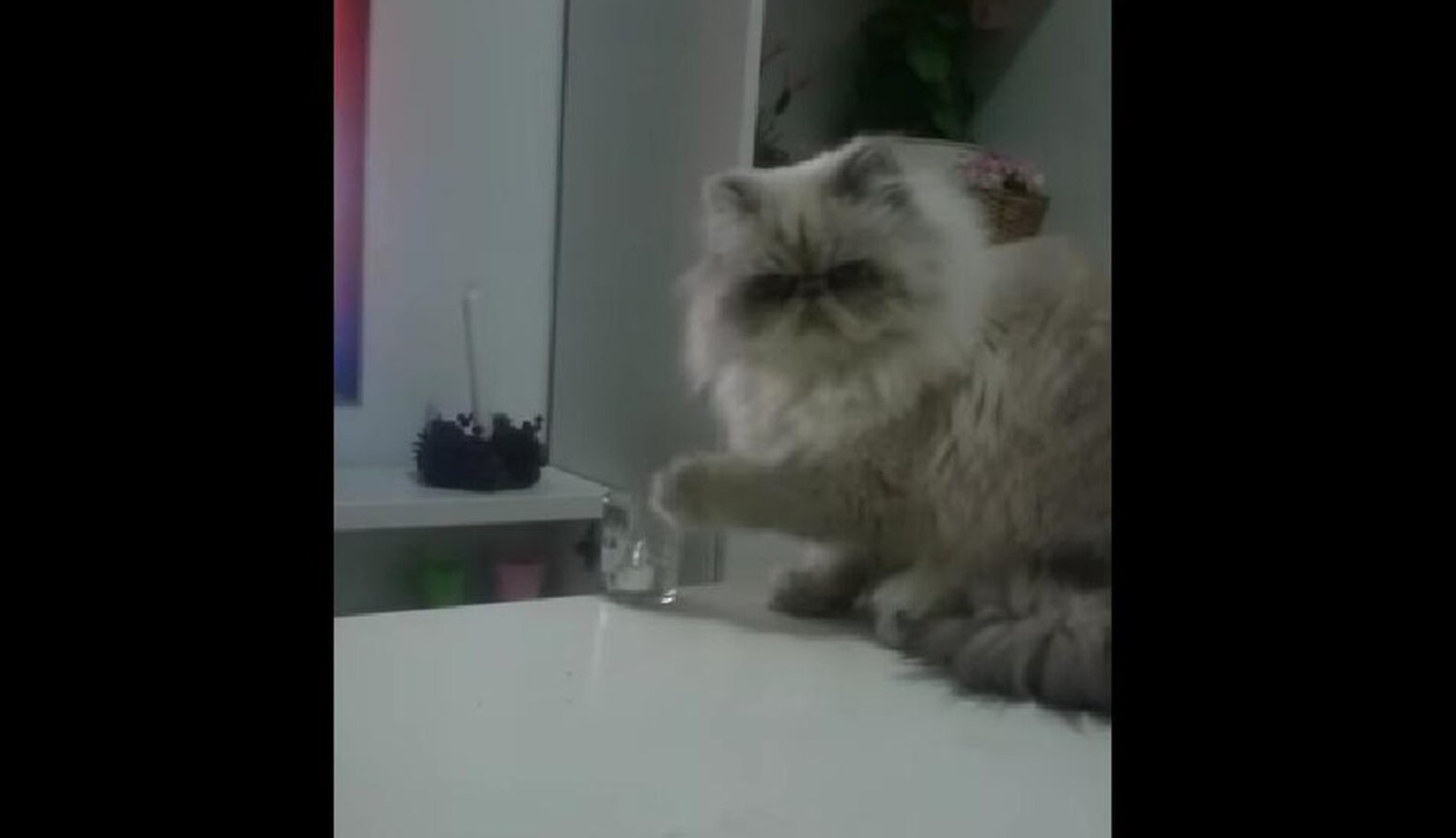 Defiant Cat Ignores Owner's Protests, Proudly Knocks Glass Onto Floor ...