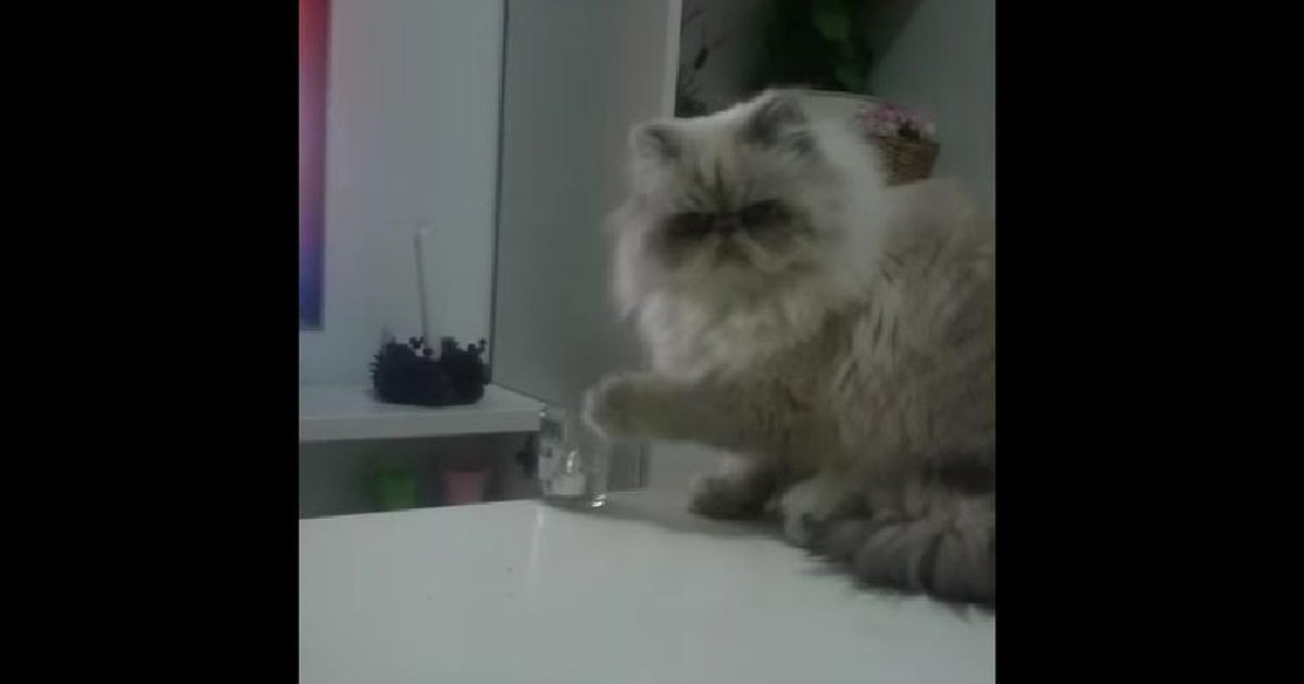 Cat Pushes Glass Off Table Video Cat Pushes Glass Off Table Video