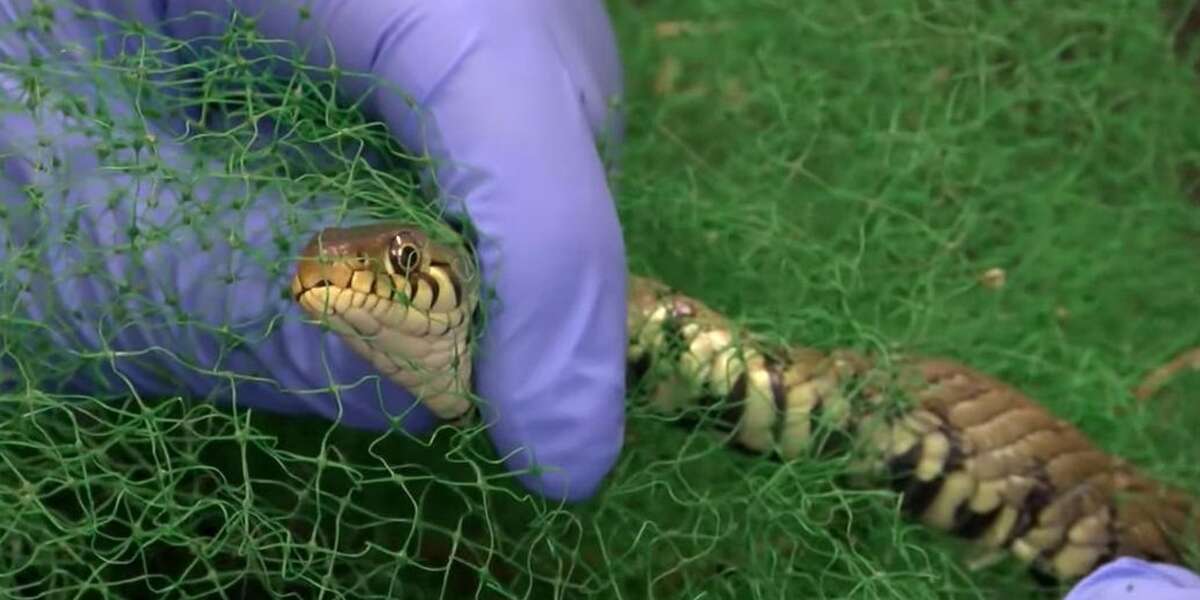 Snake Is Freed From Net And Gives Rescuers The Stinkiest Thanks - The Dodo