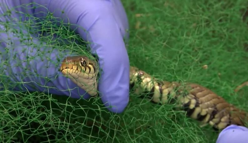 Snake Is Freed From Net And Gives Rescuers The Stinkiest Thanks - The Dodo