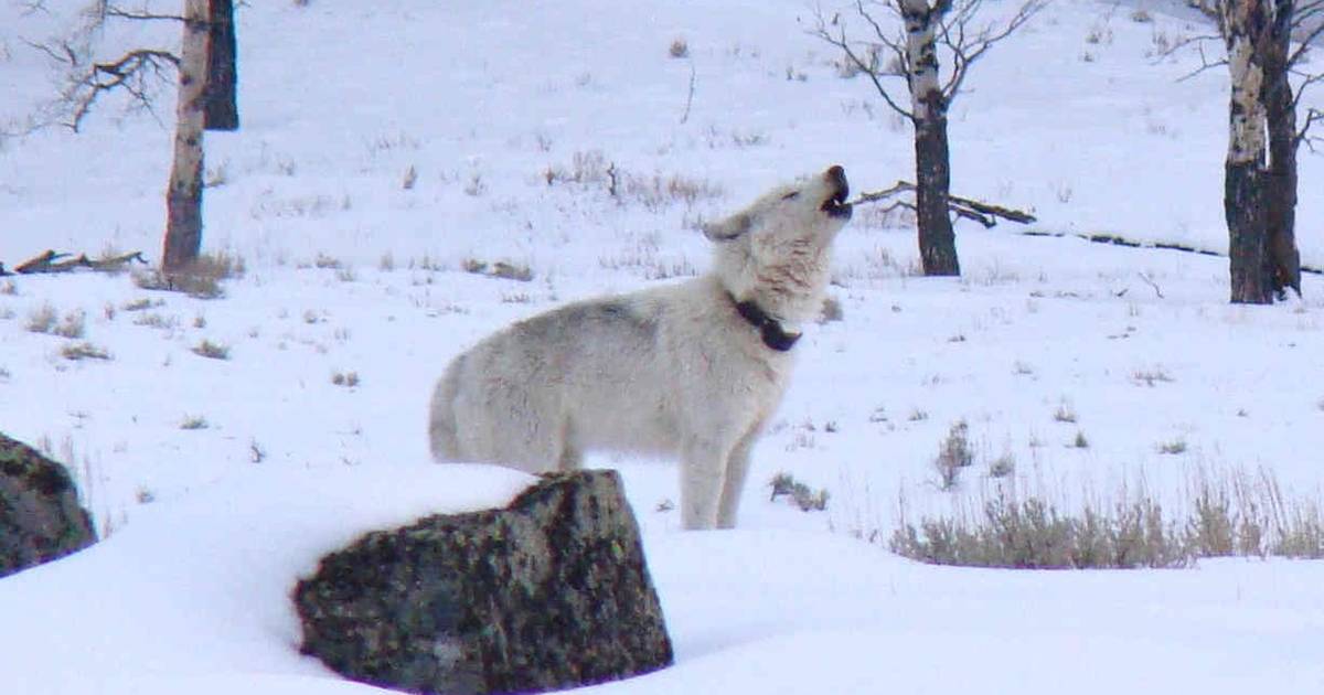 wolf howl spelling