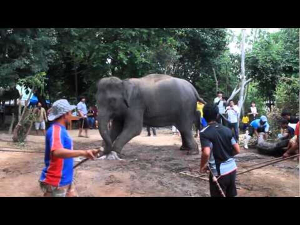 Elephant abuse in Thailand. Born calf take away! - The Dodo