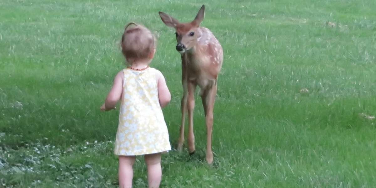 Deer Wanders Into A Yard — And Then Finds A New Friend - The Dodo