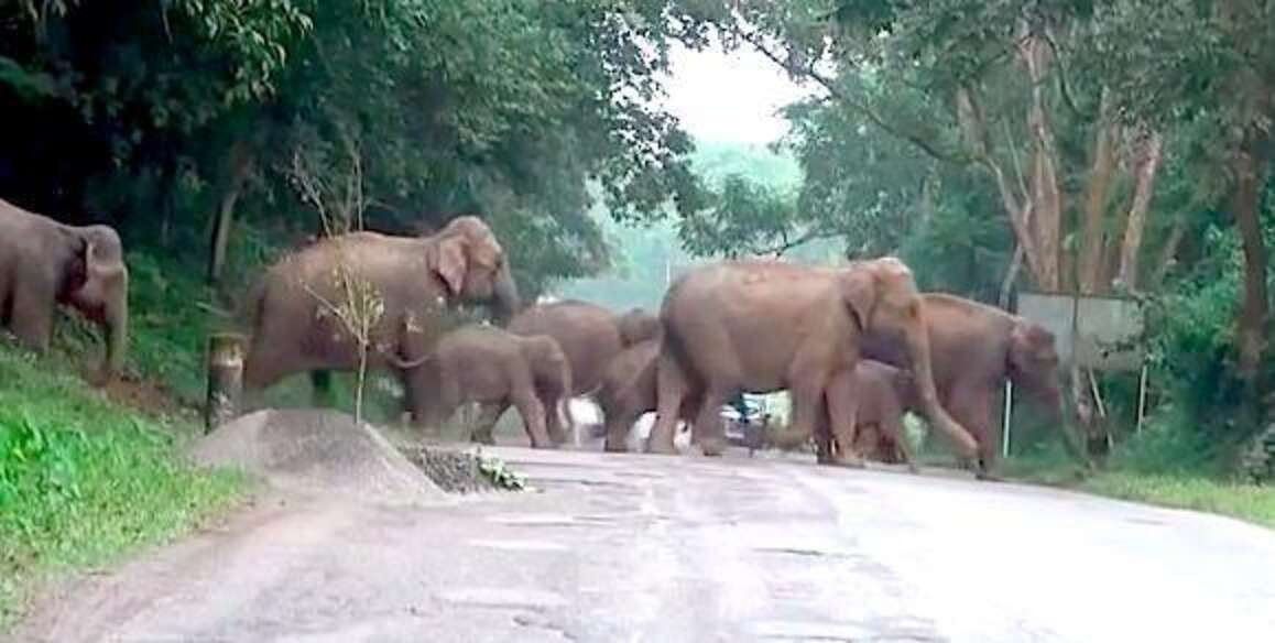 Something Beautiful Happens When These Elephants Cross The Road - The Dodo