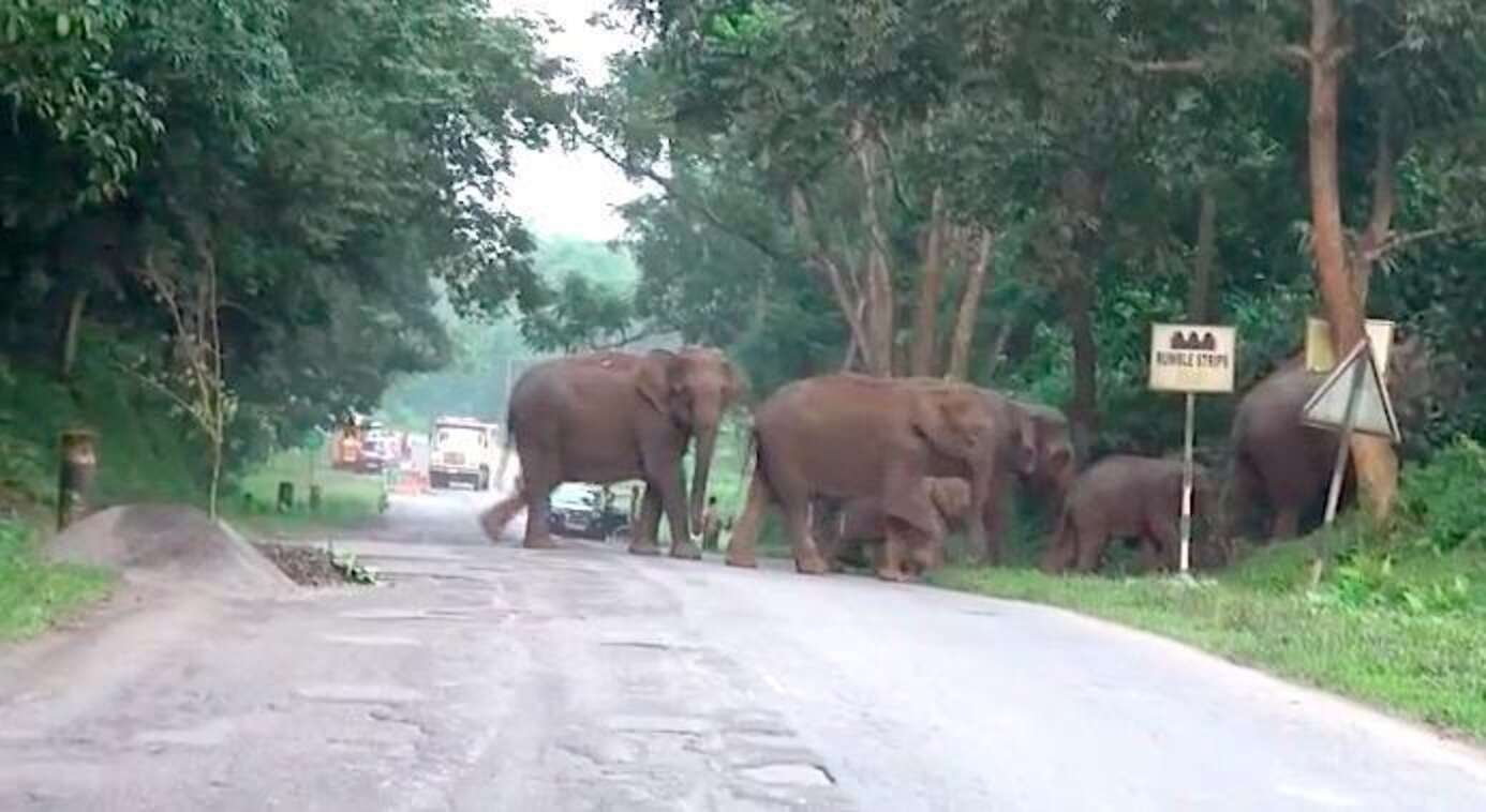 Something Beautiful Happens When These Elephants Cross The Road - The Dodo