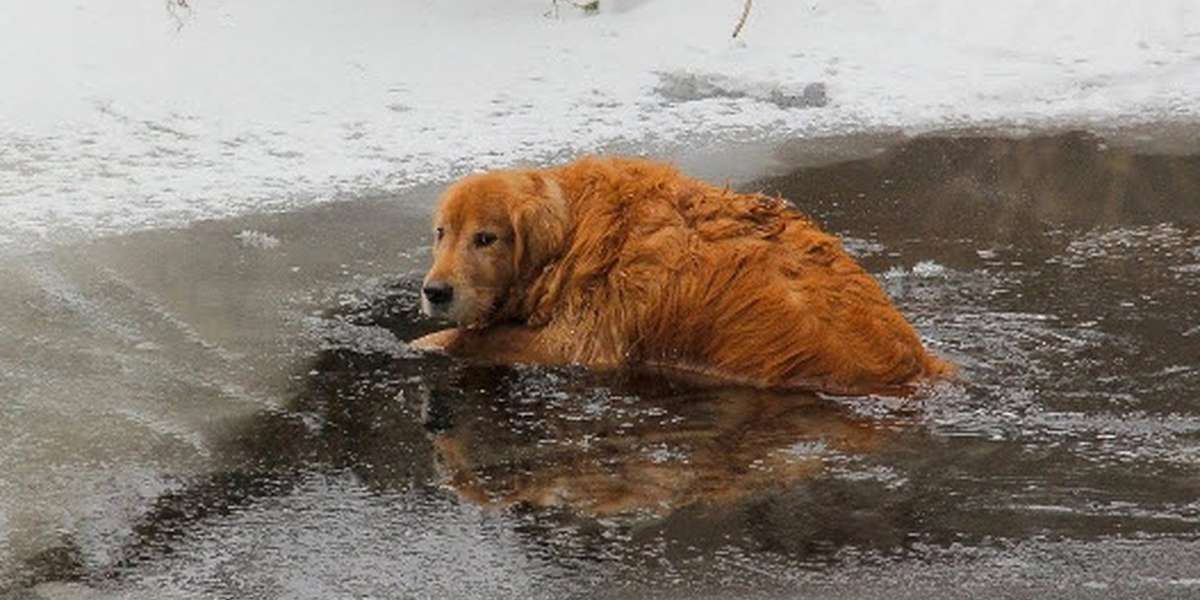 how long can you leave a dog outside in cold weather