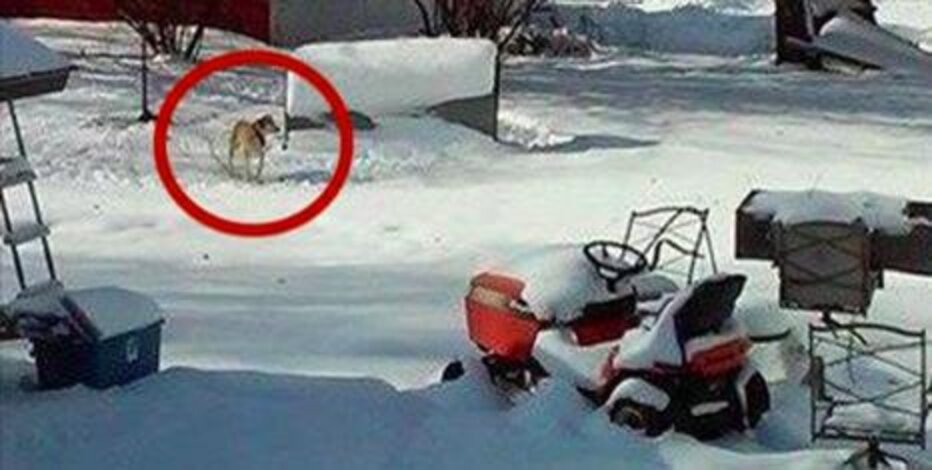 This Is Exactly What Happens To Dogs Left Outside In The Cold - The Dodo