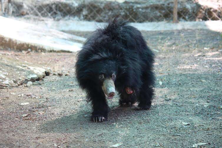 Baby Bear Learns To Survive After Losing Her Mom — And Her Paw - The Dodo