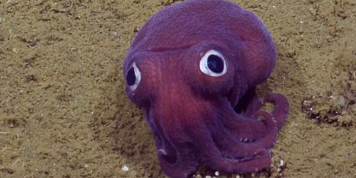 Googly-eyed squid - The Dodo