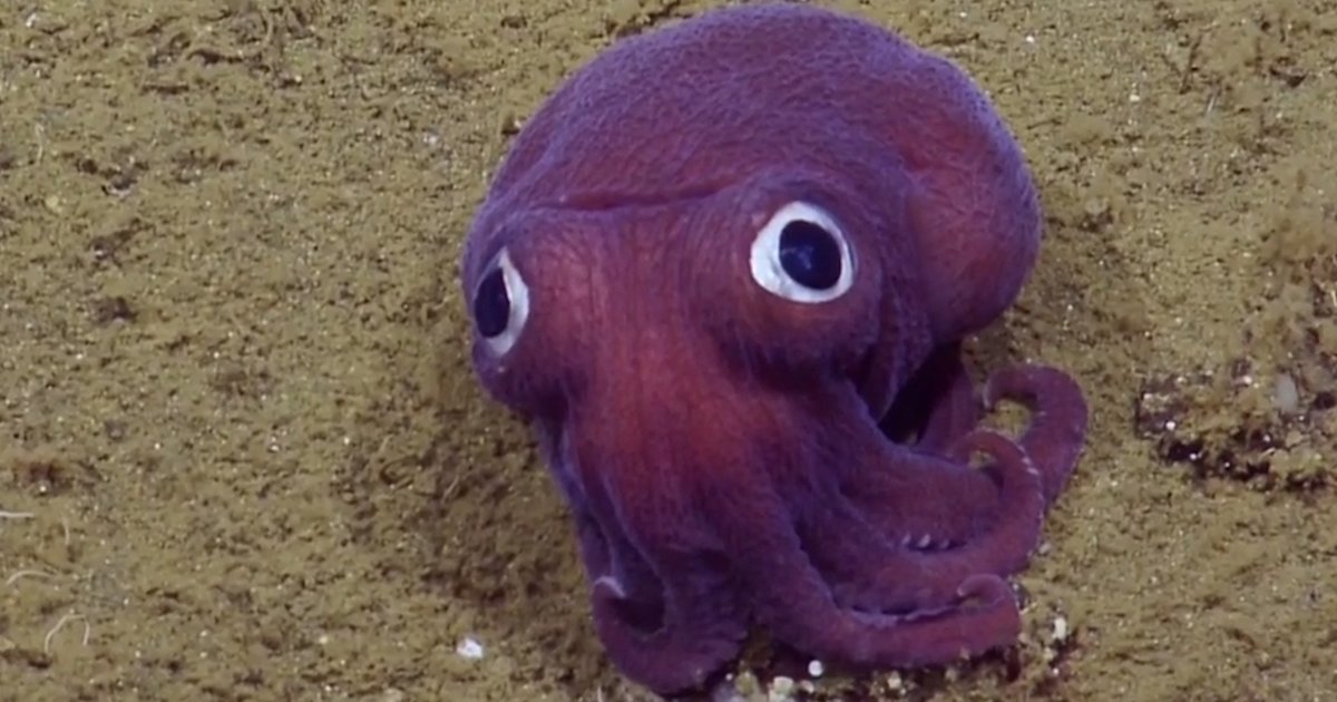 Googly-eyed squid - The Dodo